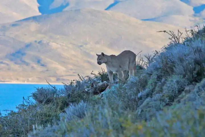 Puma Tracking In Chile Patagonia Safari