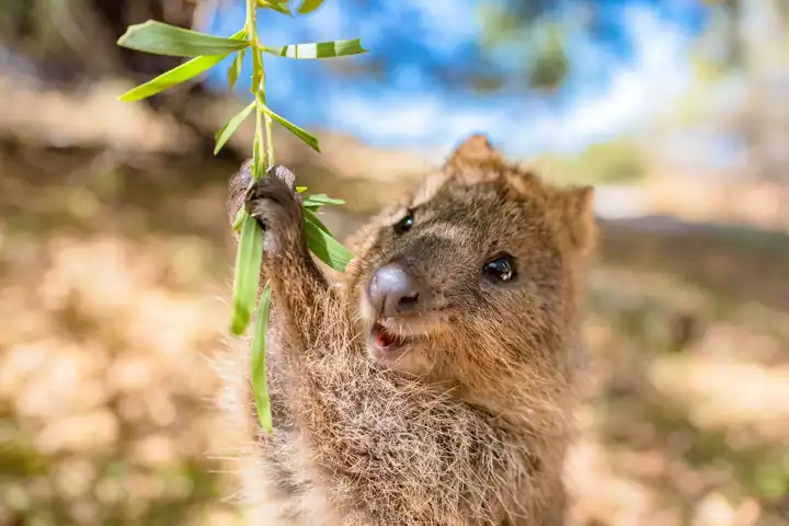Rottnest Island Quokka Unique Wildlife Experiences In Australia