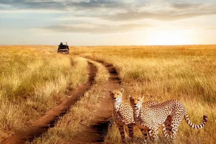 Safari Quiz