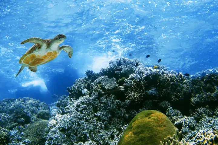 Safaris Around The World Galapagos Luxury Travel Ker Downey