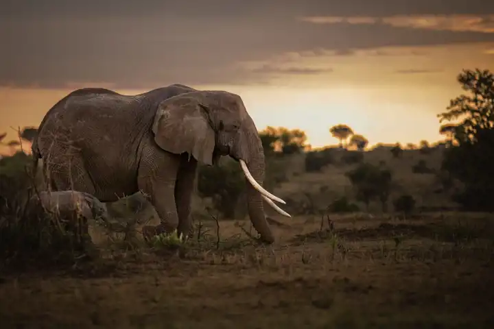 Singita Grumeti Elephant Cow Large Tusks And Calf Ross Couper Luxury Tanzania Safari Ker & Downey