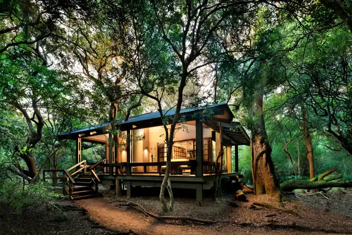 South Africa Phinda Forest Lodge