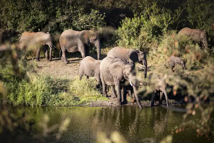 South Africa Romantic Getaway HERO Singita Lebombo Lodge