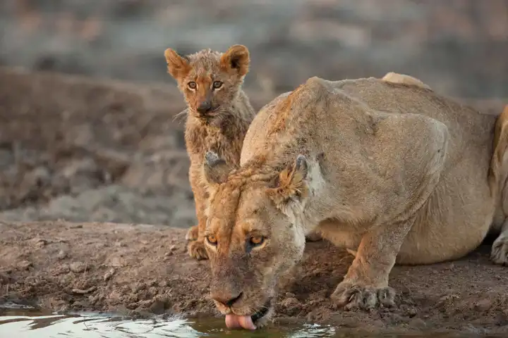 South African Safari Lion Mom And Cub