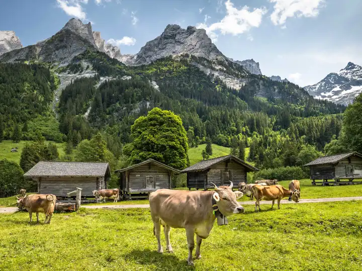 Switzerland Cows