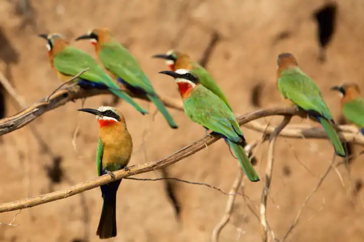 Tanzania Safari Birds Responsible Tourism