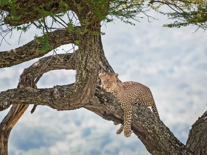 Tanzania Safari Tarangire National Park Leopard In Tree