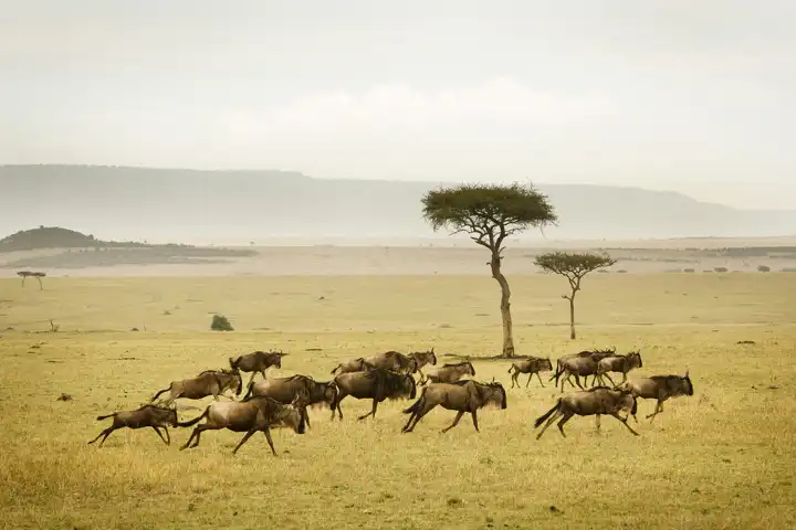 The Great Migration Safari HERO Sayaricamp