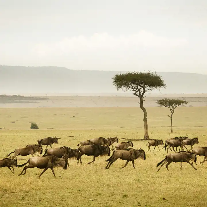 The Great Migration Safari HERO Sayaricamp