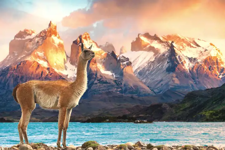 The Patagonia Big Five Guanaco