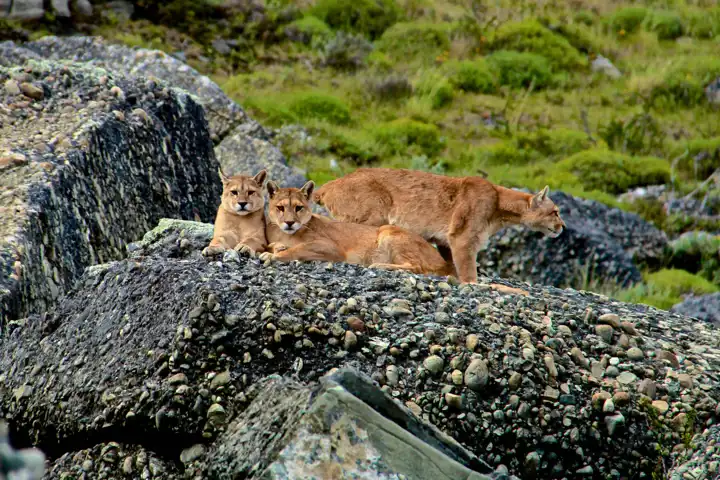 The Patagonia Big Five HERO