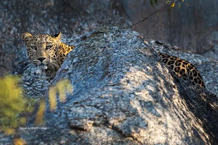 Top Wildlife To See In India Hero
