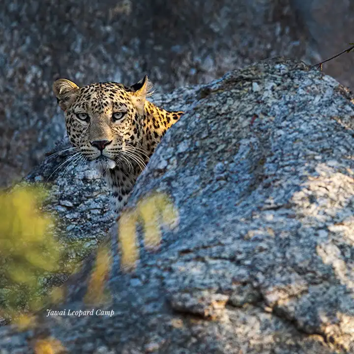 Top Wildlife To See In India Hero
