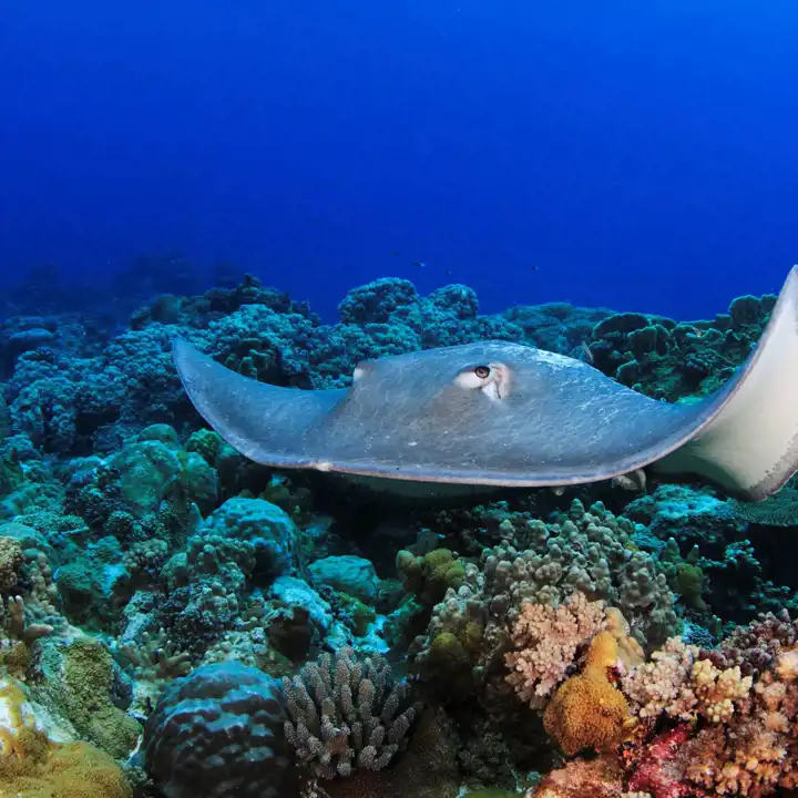 Travel To The Caribbean In The Spring Sting Ray