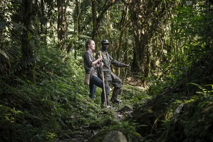 Uganda Gorilla Safari FEATURE Sanctuary Gorilla Forest Camp