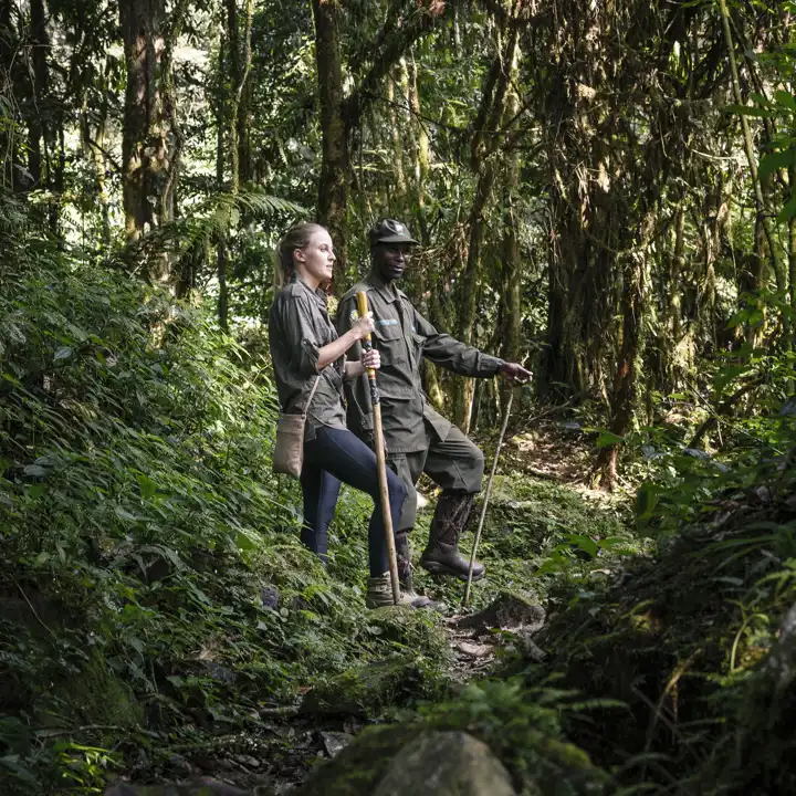 Uganda Gorilla Safari FEATURE Sanctuary Gorilla Forest Camp