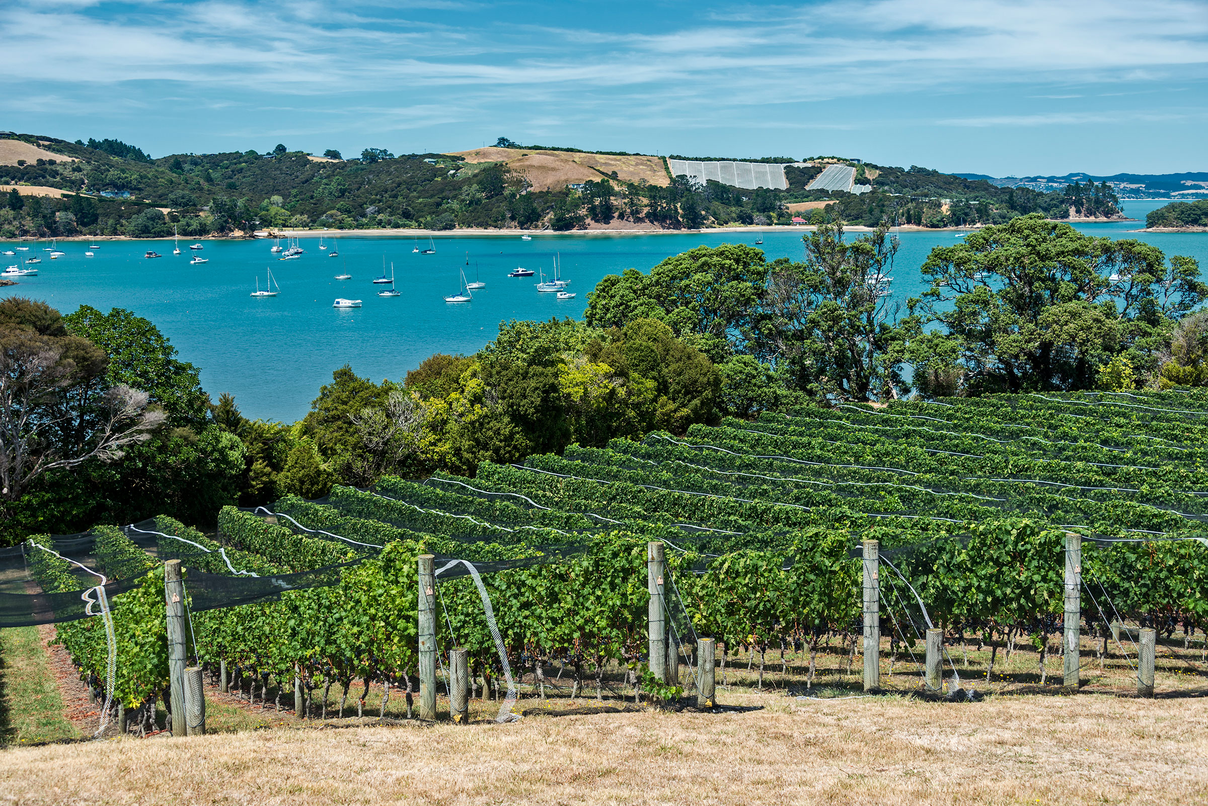 Waiheke Island vineyards and wine tastings
