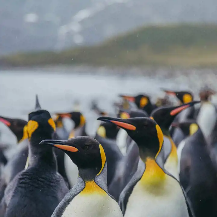 Website Antarctica Hero Image_Quark Expeditions
