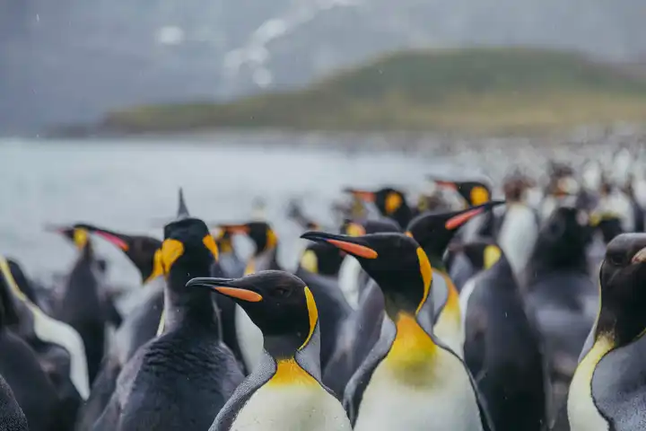 Website Antarctica Hero Image_Quark Expeditions