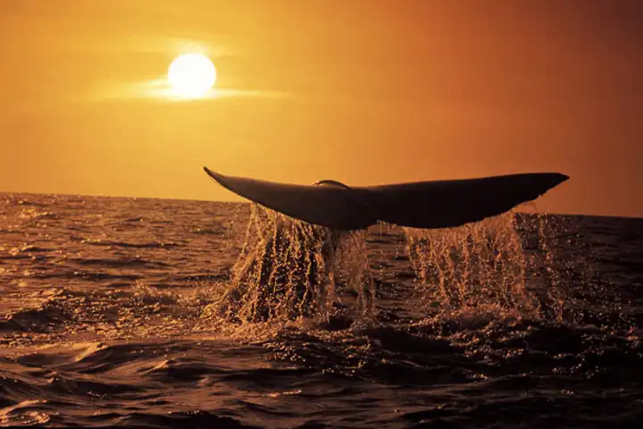 Whale
