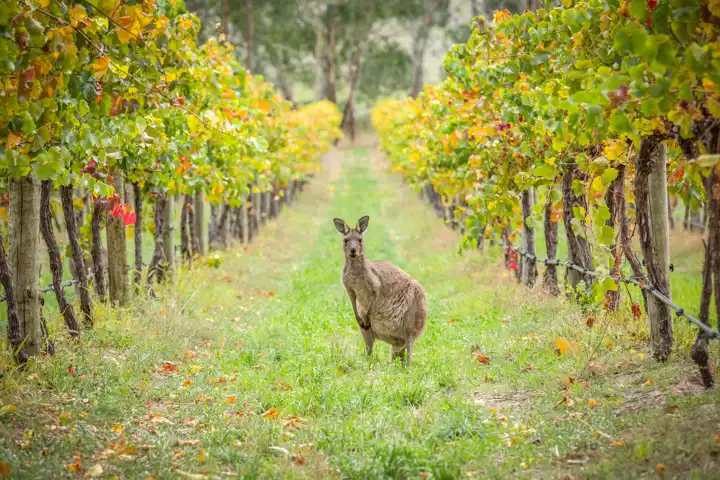 When To Travel To Australia Adelaide Kangaroo Ker & Downey