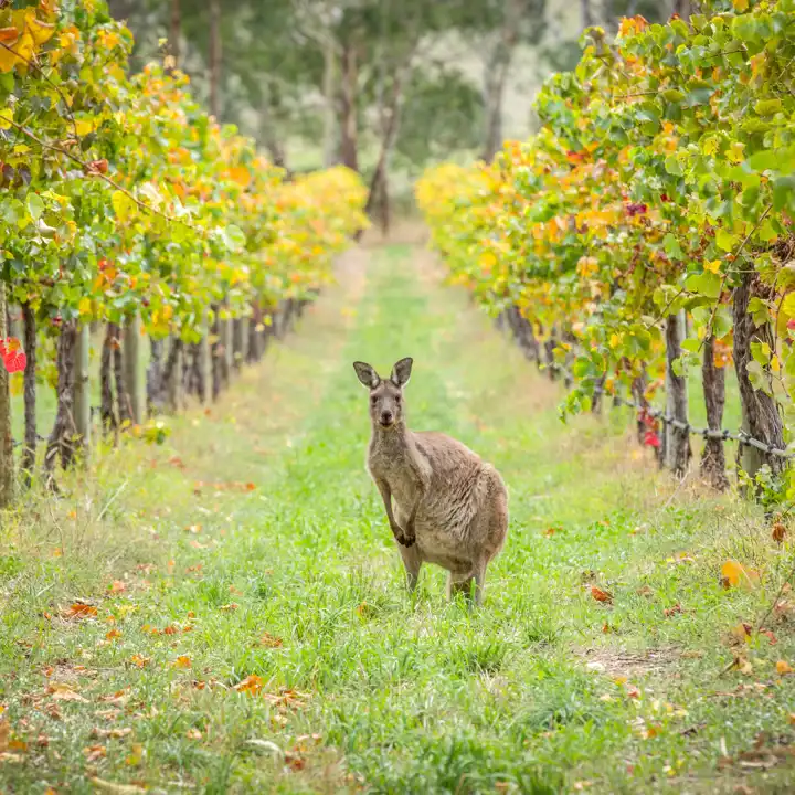 When To Travel To Australia Adelaide Kangaroo Ker & Downey