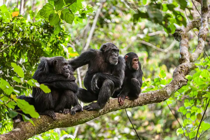 Where To Go On An African Safari In November