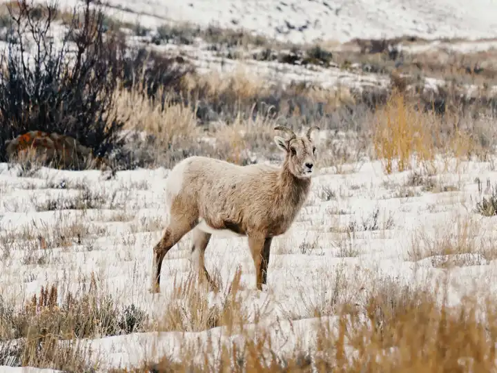 Wyoming In Winter Travel Big Horn Sheep