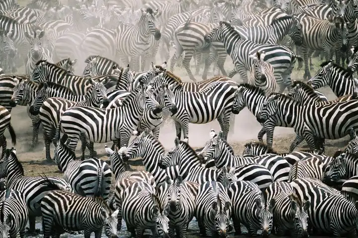 Zebra Migration Botswana