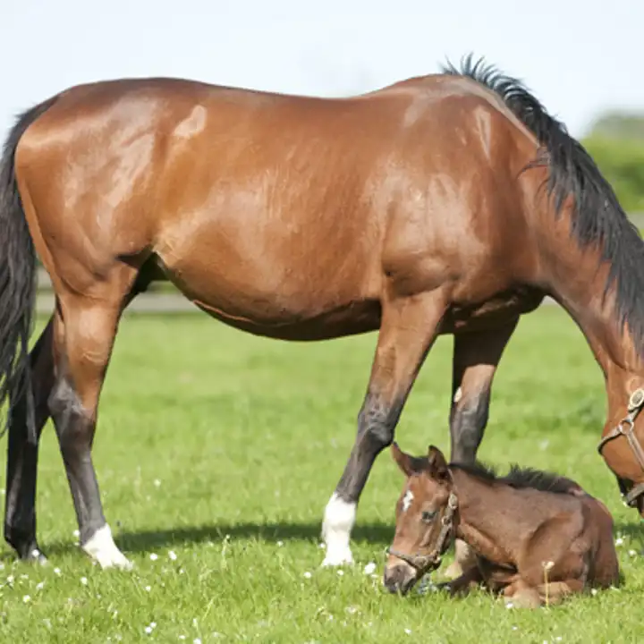 Best Things To Do In Ireland With Kids Family Activities In Ireland12 National Stud