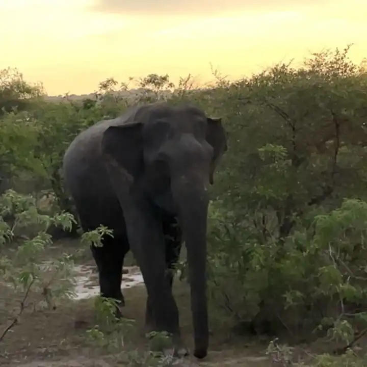 Sri Lanka Travel Guide Ker & Downey Yala National Park (2)